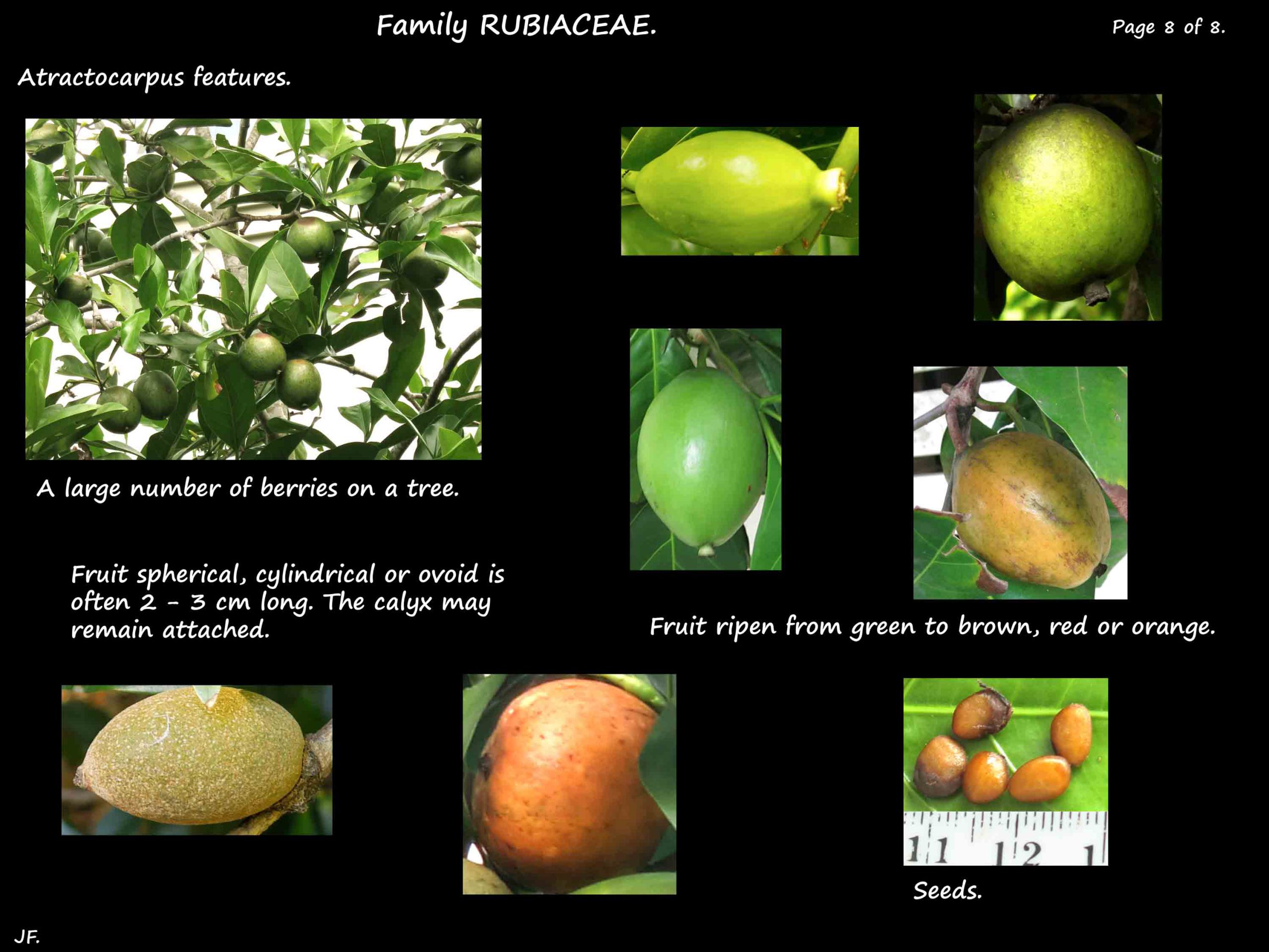 8 Atractocarpus fruit